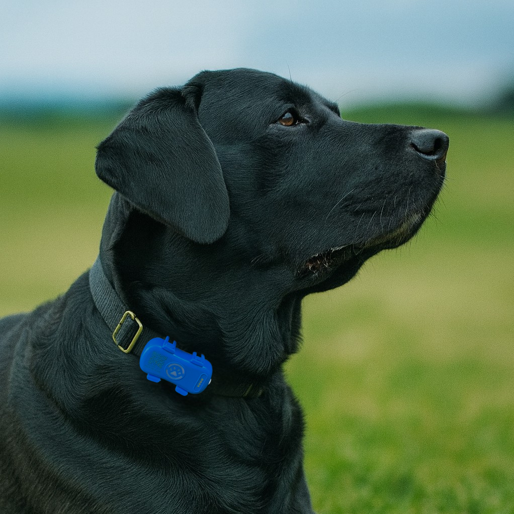 WagTag GPS Tracker